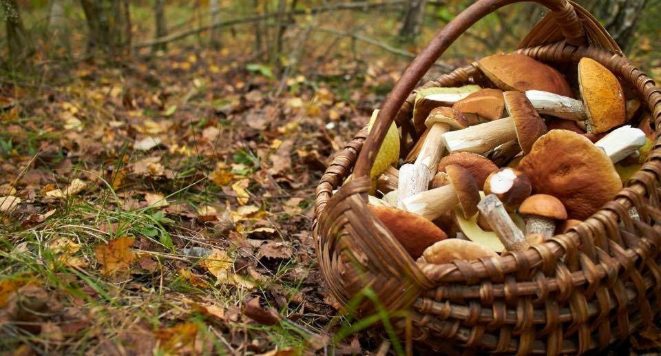 La Siesta Del Naranjo Βίλα Monesterio Εξωτερικό φωτογραφία